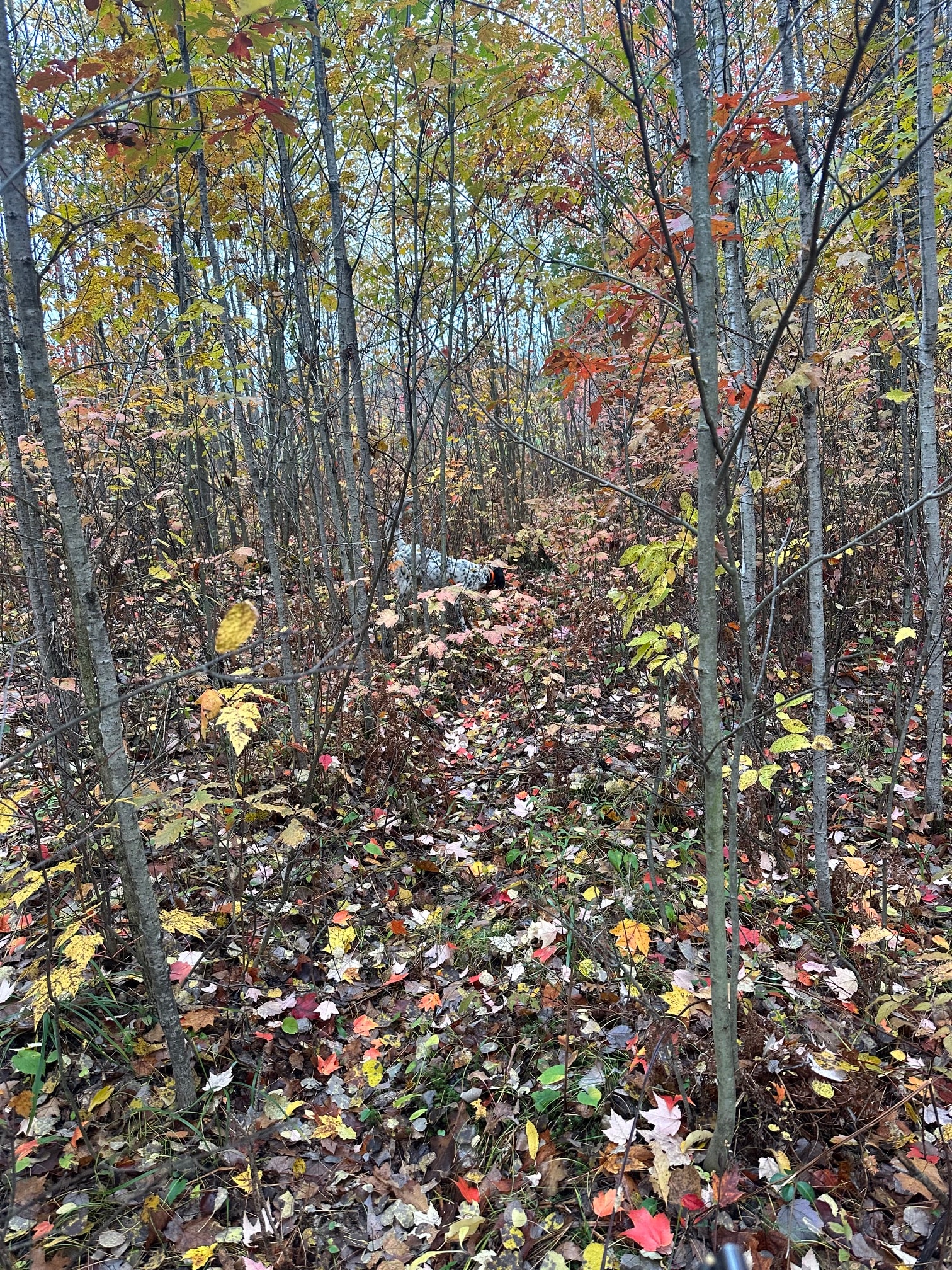 Peterson Collective photo 6
